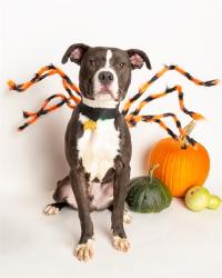 Shelter Stray Male Dog last seen Near BLOCK AUTUMN WAY, 3528 Newburg Rd, Louisville, KY 40218, USA