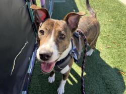 Shelter Stray Female Dog last seen CHARLOTTE, 8315 Byrum Dr, Charlotte, NC 28217, USA