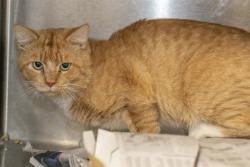Shelter Stray Male Cat last seen CHARLOTTE, 8315 Byrum Dr, Charlotte, NC 28217, USA