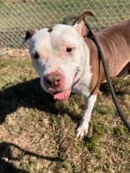 Shelter Stray Female Dog last seen Near BLOCK SONNE AVENUE, 3528 Newburg Rd, Louisville, KY 40218, USA