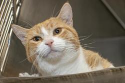 Shelter Stray Male Cat last seen CHARLOTTE, 8315 Byrum Dr, Charlotte, NC 28217, USA