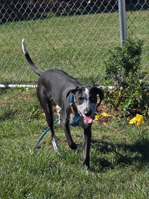 Shelter Stray Male Dog last seen Near BLOCK GREENWOOD, 3528 Newburg Rd, Louisville, KY 40218, USA