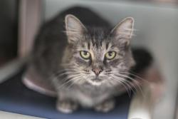 Shelter Stray Female Cat last seen CHARLOTTE, 8315 Byrum Dr, Charlotte, NC 28217, USA