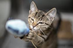 Shelter Stray Female Cat last seen CHARLOTTE, 8315 Byrum Dr, Charlotte, NC 28217, USA