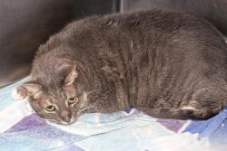 Shelter Stray Male Cat last seen CHARLOTTE, 8315 Byrum Dr, Charlotte, NC 28217, USA