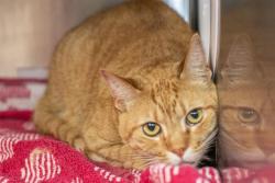 Shelter Stray Unknown Cat last seen CHARLOTTE, 8315 Byrum Dr, Charlotte, NC 28217, USA