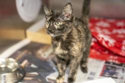 Shelter Stray Female Cat last seen CHARLOTTE, 8315 Byrum Dr, Charlotte, NC 28217, USA