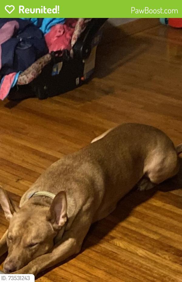 Reunited Female Dog last seen Cumberland Rd, Mound, MN 55364