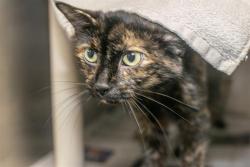 Shelter Stray Female Cat last seen CHARLOTTE, 8315 Byrum Dr, Charlotte, NC 28217, USA