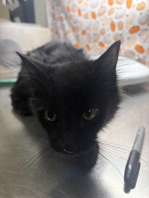 Shelter Stray Male Cat last seen Near BLOCK PERSIMMON PL, RIVERSIDE, CA, 6851 Van Buren Boulevard, Jurupa Valley, CA 92509, USA