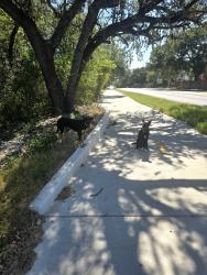 Found/Stray Unknown Dog last seen Abe Lincoln and Pembroke, San Antonio, TX 78240