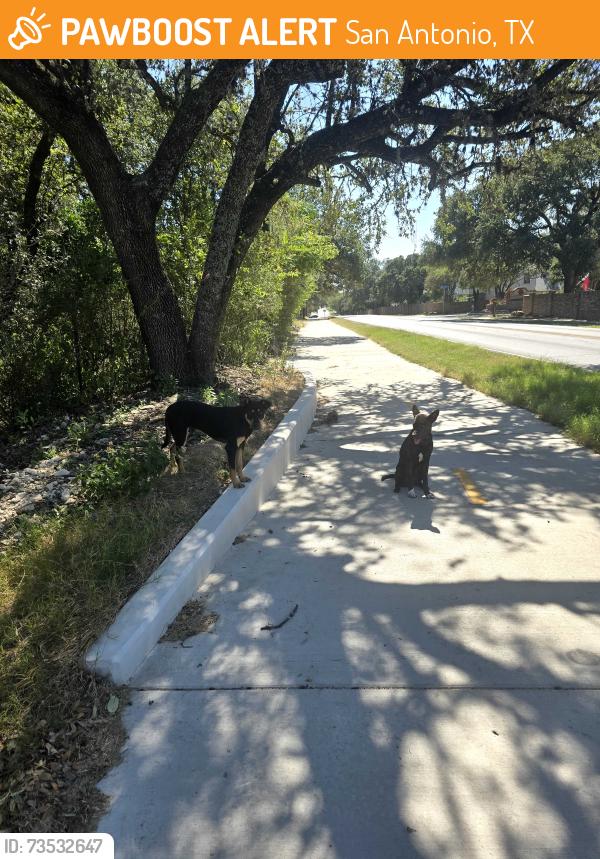 Found/Stray Unknown Dog last seen Abe Lincoln and Pembroke, San Antonio, TX 78240