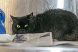 Shelter Stray Female Cat last seen CHARLOTTE, 8315 Byrum Dr, Charlotte, NC 28217, USA