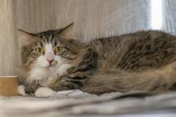 Shelter Stray Male Cat last seen CHARLOTTE, 8315 Byrum Dr, Charlotte, NC 28217, USA