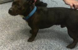 Shelter Stray Male Dog last seen PINEVILLE, 8315 Byrum Dr, Charlotte, NC 28217, USA