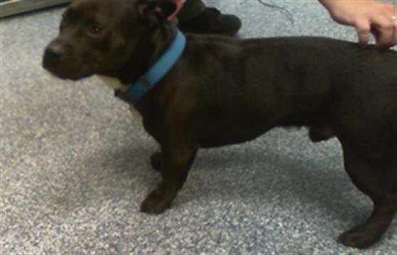 Shelter Stray Male Dog last seen PINEVILLE, 8315 Byrum Dr, Charlotte, NC 28217, USA