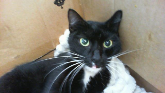 Shelter Stray Female Cat last seen CHARLOTTE, 8315 Byrum Dr, Charlotte, NC 28217, USA