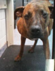 Shelter Stray Male Dog last seen CHARLOTTE, 8315 Byrum Dr, Charlotte, NC 28217, USA