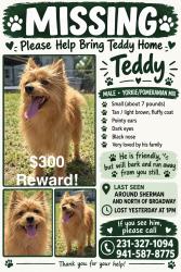 Reunited Male Dog last seen Near Trenton Dr, Norton Shores, MI 49444, USA, Norton Shores, MI 49444