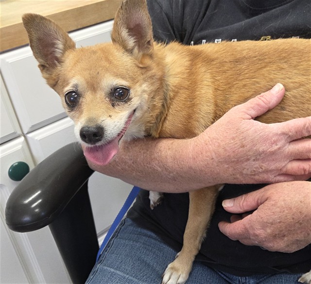 Shelter Stray Female Dog last seen COLUMBUS AVE/ VERNA ST BODFISH CA 93205, 14891 CA-178, Lake Isabella, CA 93240, USA