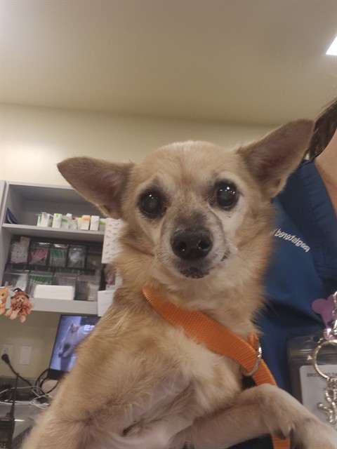 Shelter Stray Male Dog last seen Near BLOCK E FLORIDA AVE, HEMET, CA, 581 S Grand Ave, San Jacinto, CA 92582, USA