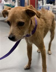 Shelter Stray Male Dog last seen Near BLOCK N JORDAN AVE, SAN JACINTO, CA, 581 S Grand Ave, San Jacinto, CA 92582, USA