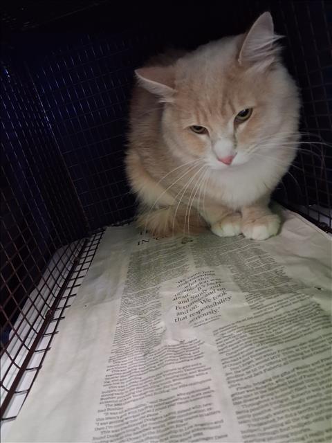 Shelter Stray Male Cat last seen , 1850 W 60th St, Los Angeles, CA 90047, USA