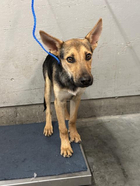 Shelter Stray Male Dog last seen , 600 Aviation Dr, Camarillo, CA 93010, USA