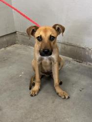 Shelter Stray Male Dog last seen , 600 Aviation Dr, Camarillo, CA 93010, USA