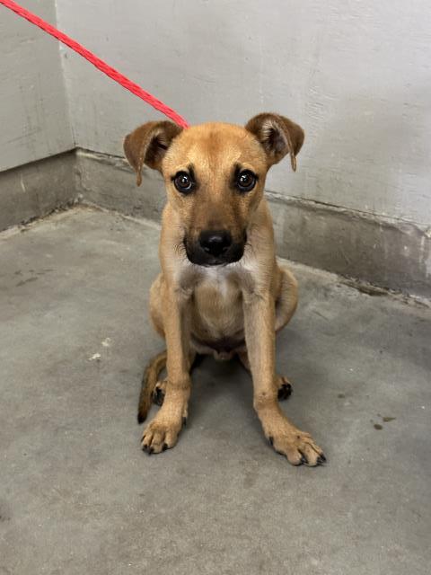 Shelter Stray Male Dog last seen , 600 Aviation Dr, Camarillo, CA 93010, USA