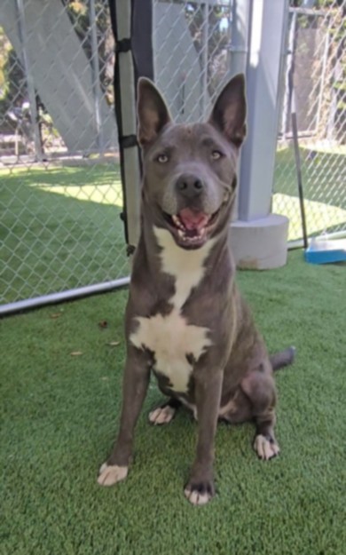 Shelter Stray Male Dog last seen , 3201 Lacy St, Los Angeles, CA 90031, USA