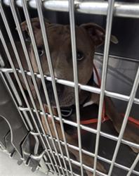 Shelter Stray Male Dog last seen Near BLOCK BRAGG BLVD, FAYETTEVILLE NC 28303, 4704 Corporation Dr, Fayetteville, NC 28306, USA