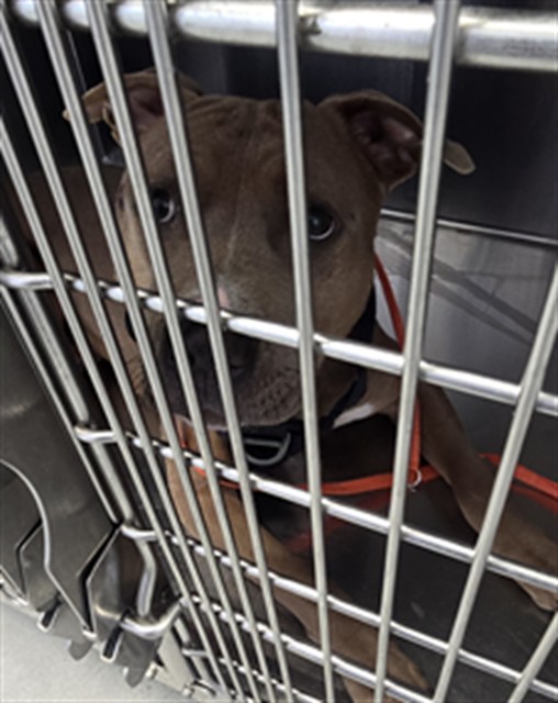 Shelter Stray Male Dog last seen Near BLOCK BRAGG BLVD, FAYETTEVILLE NC 28303, 4704 Corporation Dr, Fayetteville, NC 28306, USA
