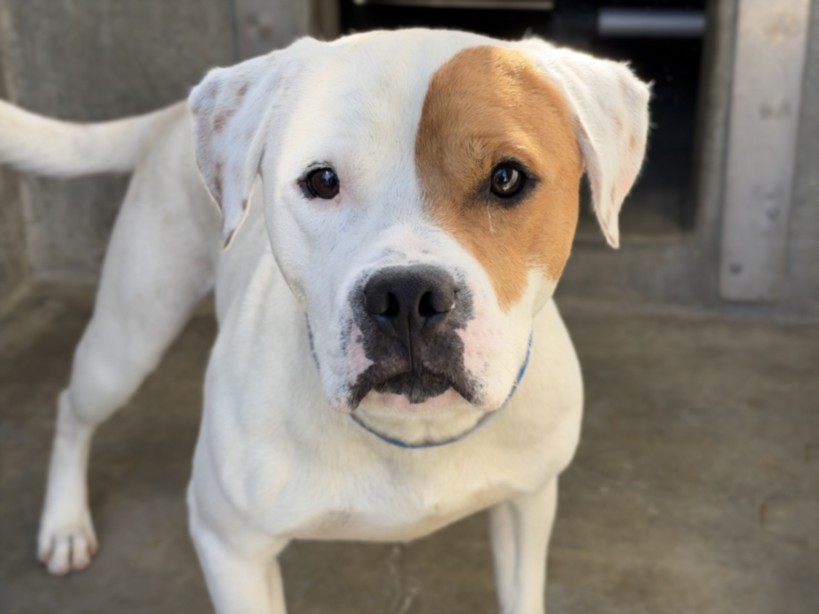 Shelter Stray Male Dog last seen , 3201 Lacy St, Los Angeles, CA 90031, USA