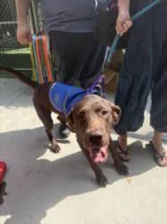 Shelter Stray Male Dog last seen , 3201 Lacy St, Los Angeles, CA 90031, USA