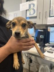 Shelter Stray Female Dog last seen GRAHAM, 221 Stone Quarry Rd, Burlington, NC 27217, USA