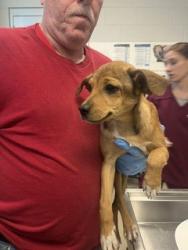 Shelter Stray Male Dog last seen GRAHAM, 221 Stone Quarry Rd, Burlington, NC 27217, USA