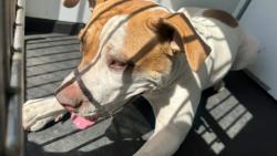Shelter Stray Female Dog last seen Near BLK 31ST ST, BAKERSFIELD, CA, 201 S Mt Vernon Ave, Bakersfield, CA 93307, USA