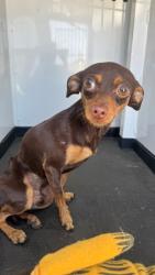 Shelter Stray Male Dog last seen Near BLK 31ST ST, BAKERSFIELD, CA, 201 S Mt Vernon Ave, Bakersfield, CA 93307, USA