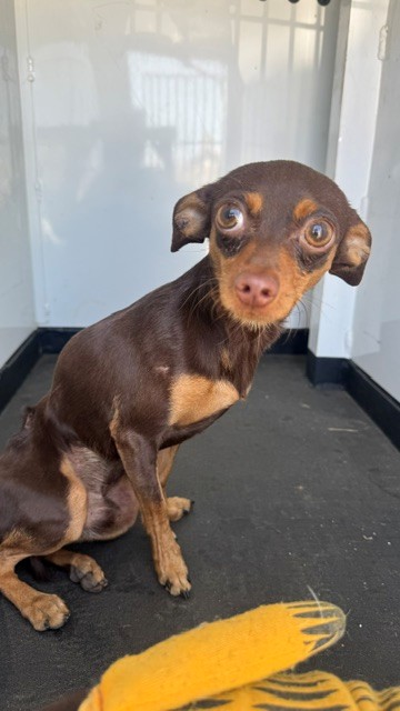 Shelter Stray Male Dog last seen Near BLK 31ST ST, BAKERSFIELD, CA, 201 S Mt Vernon Ave, Bakersfield, CA 93307, USA
