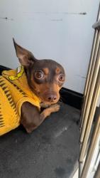Shelter Stray Female Dog last seen Near BLK 31ST ST, BAKERSFIELD, CA, 201 S Mt Vernon Ave, Bakersfield, CA 93307, USA