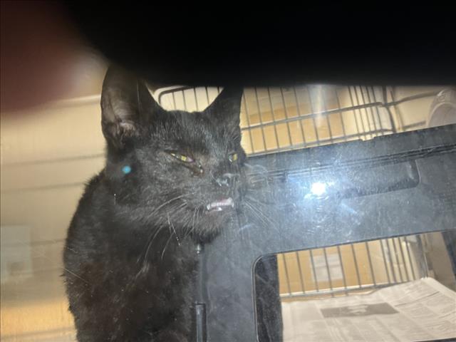 Shelter Stray Male Cat last seen Near BLOCK S IDA AVE, WICHITA KS 67211, 3303 N Hillside St, Wichita, KS 67219, USA