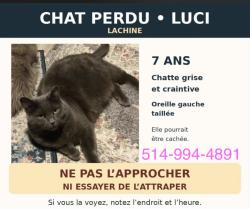 Lost Female Cat last seen Lachine, Montréal, QC H8S 2T9
