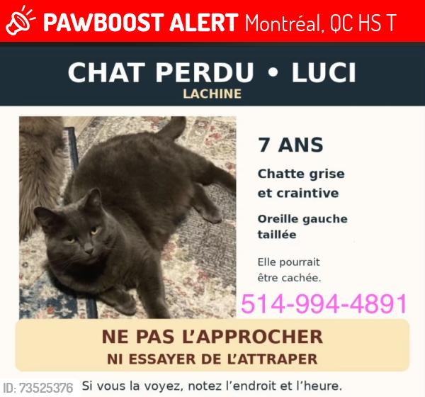 Lost Female Cat last seen Lachine, Montréal, QC H8S 2T9