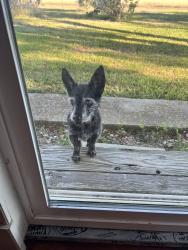 Found/Stray Male Dog last seen Navarro Ranch, Geronimo, TX 78155