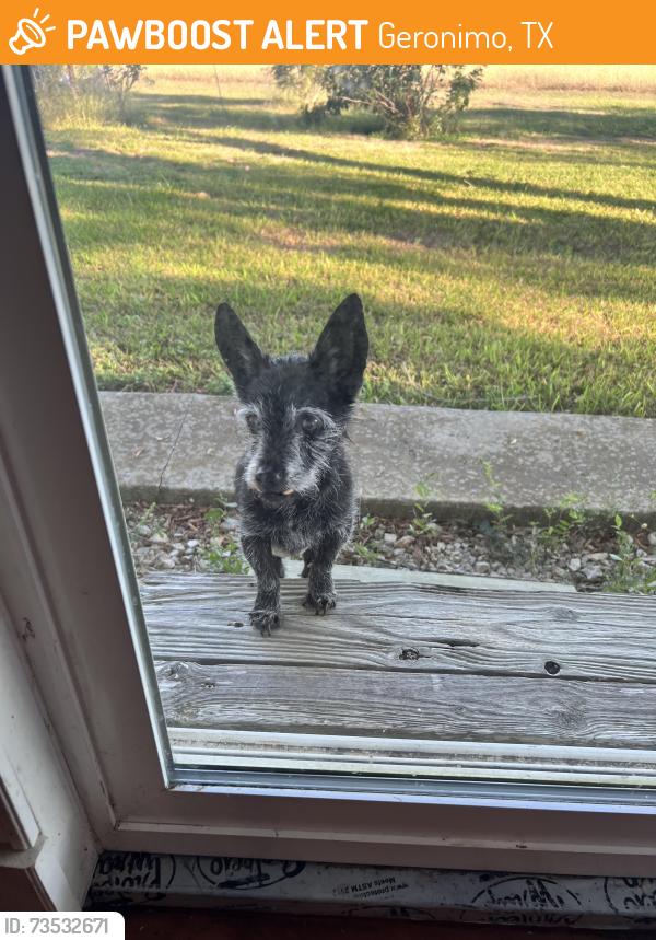 Found/Stray Male Dog last seen Navarro Ranch, Geronimo, TX 78155