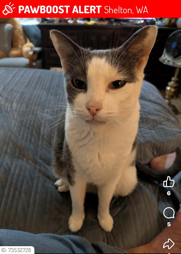 Lost Male Cat last seen Mcdonalds mountain View, Shelton, WA 98584