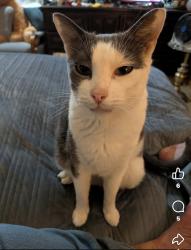 Lost Male Cat last seen Mcdonalds mountain View, Shelton, WA 98584