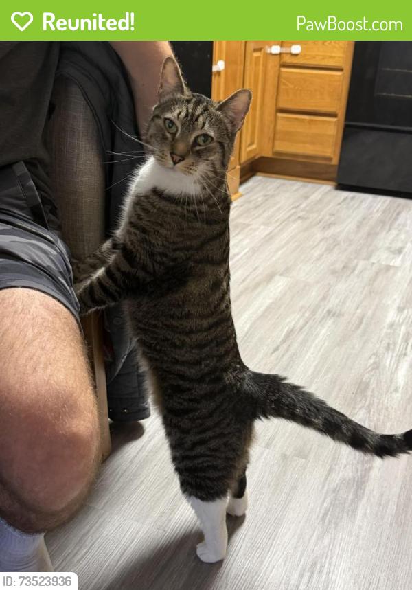 Reunited Male Cat last seen Bobolink St. Fort Walton Beach, FL, Fort Walton Beach, FL 32548