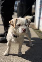 Found/Stray Female Dog last seen Imperial and Crenshaw, Hawthorne, CA 90250